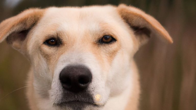 Golden Retriever X Husky