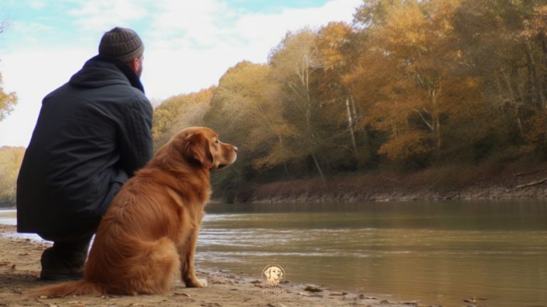 Golden Retriever miniature