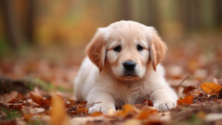 dysplasie des hanches chez le Golden Retriever