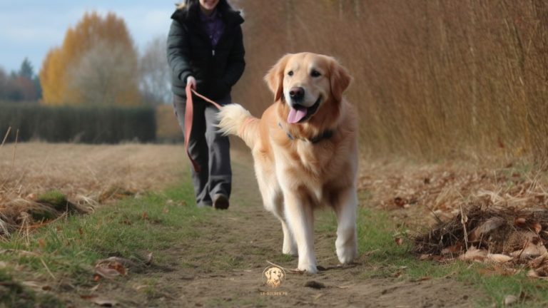 quantité croquettes pour un golden retriever