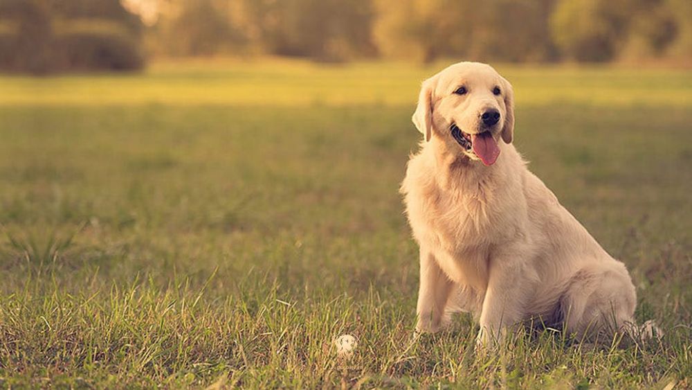 marques croquettes golden retriever