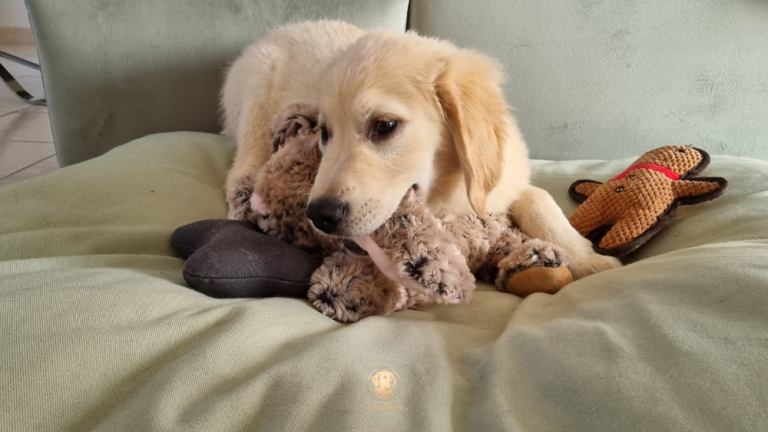 peluches Golden Retriever